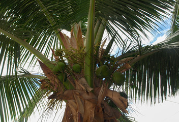 Green coconuts growing on a palm tree on the beach in Hawaii