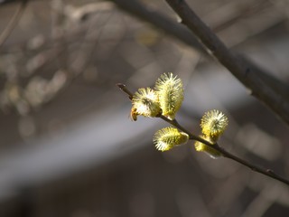 NEW JERSEY FLOWERS2