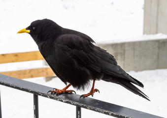 Bird by Matterhorn in switzerland