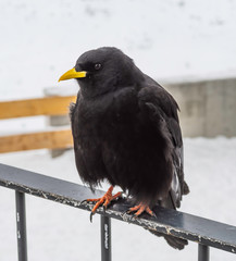 Black Bird in Gornergrat Switzerland
