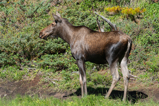 Moose, Alces Alces