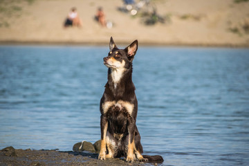Portrait of Brown kelpie who is sitting on the island in water.  Dog in amazing autumn photo workshop in Prague.