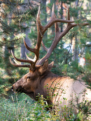 American elk, Cervus canadensis