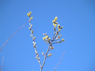 NEW JERSEY FLOWERS2