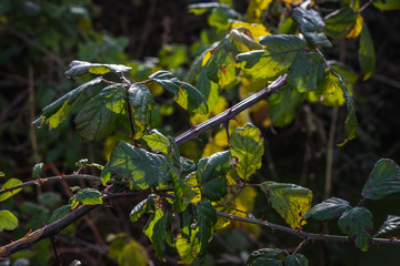 Close up brambles