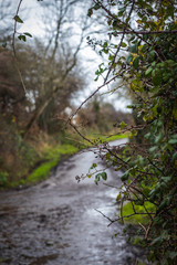 Brambles