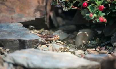 viper crawls in the woods, ready to hit, sniffs the air, goes hunting.