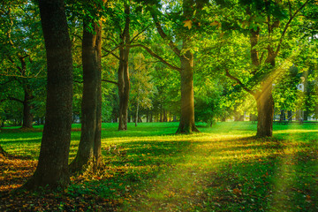 Green forest in summer time with sun rays crashing through the trees