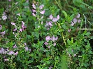 In nature, Ononis arvensis blooms in the meadow