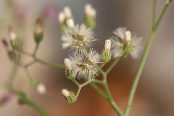 Close up White Little Ironweed ,White Grass Flower