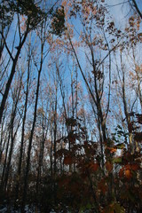 Forêt en automne dans la Loire