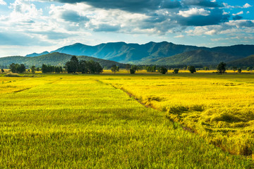 Golden Rice Field (Uttaradit, Thailand)
