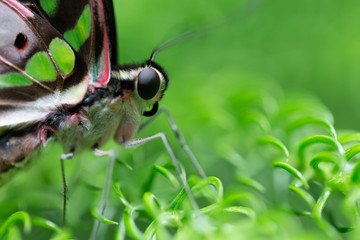 Butterfly 2