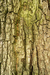 tree bark in close-up in spring