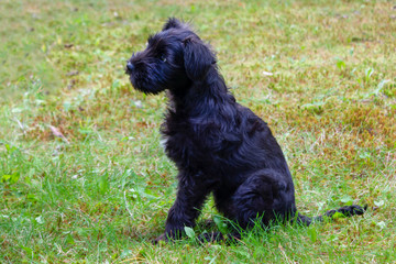 Miniature Schnauzer  Dwarf Schnauzer, Zwergschnauzer puppy sitting on a grass