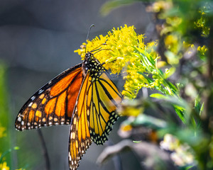 Monarch Butterfly on Tall Goldenrod along the nature trail in Pearland!