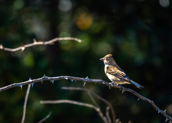 Indigo Bunting on a thorn branch!