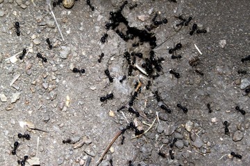 Ants in full activity between the cracks of a floor