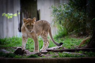 Washington DC Zoo Animal