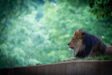 Washington DC Zoo Animal