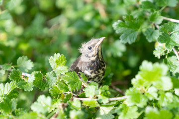 Mild sunlighted photo of a baby bird in a gooseberry bush.  A young bird has just escaped from its nest. Thrush bird in home garden in Lithuania. The blurred background of the garden after the rain.