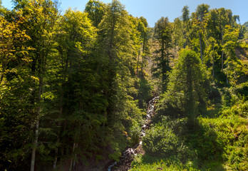 Fototapeta na wymiar a winding stream flows on a slope in a mountain forest on a sunny summer day among tall deciduous trees under a blue sky - Caucasus, Southern Russia