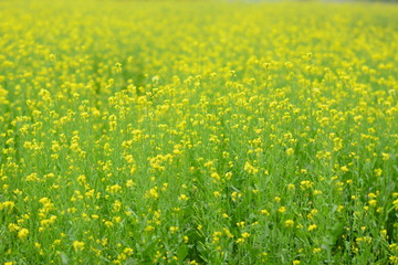 Mustard plant with blur background.