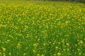 Obraz premium Mustard plant with blur background.