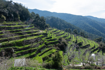  terraces in cyprus