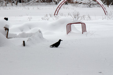 Black crows are sitting in the yard in large snowdrifts of snow