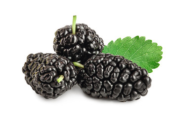 Mulberry with leaf isolated on white background