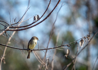 Eastern Phoebe on a bare branch!
