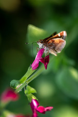 Fototapeta na wymiar tiny brown moth butterfly on pink flower zoom