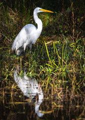 A Great Egret at the edge of the water!