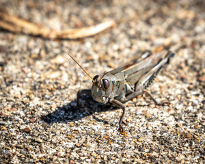 Differential Grasshopper on the walkway!