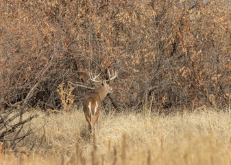 Whitetail Deer Buck in Colorado During the Fall Rut