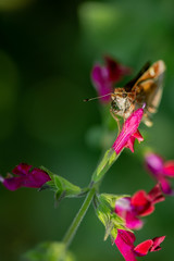 tiny brown moth butterfly on pink flower closeup