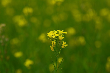 Mustard flower field is full blooming.