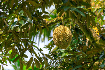 Durian fruit on tree