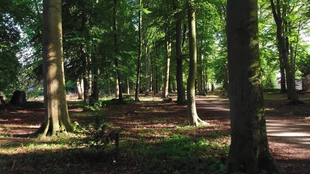 Short video from the autumn accident in the beautiful English forest.