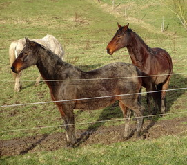 Obraz premium Schmutzige Pferde auf der Koppel
