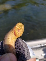 Chestnut lamprey mouth and teeth