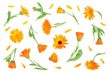 Fototapeta na wymiar Calendula. Marigold flower isolated on white background. Top view. Flat lay pattern