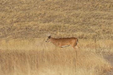 Whitetail Deer Buck in Colorado During the Fall Rut
