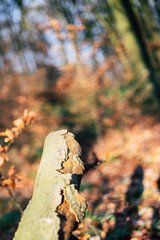 Nature Holz Bokeh