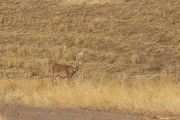 Whitetail Deer Buck in Colorado During the Fall Rut