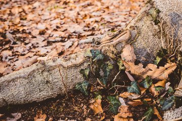 Nature Waldboden