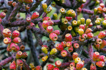 Fruit Blossoms on Purple Staghorn Cholla Cactus