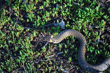 The grass snake (Natrix natrix, ringed snake, water snake) crawling on dry ground, top view
