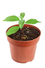 Young avocado sprout with leaves in pot isolated on white background